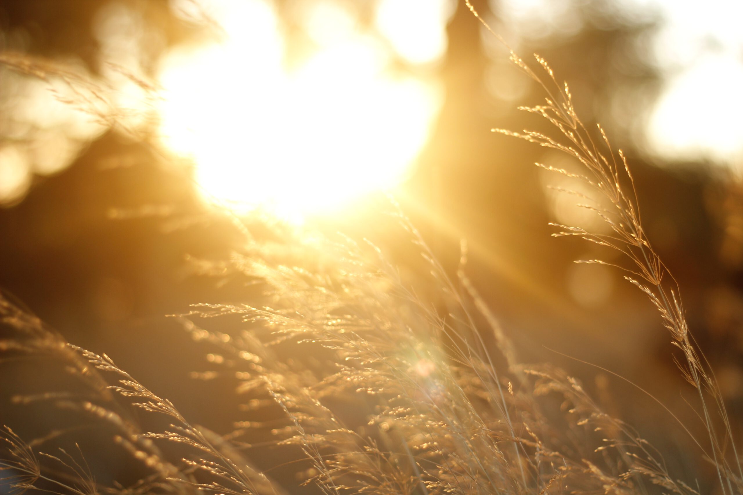 Brązowa ozdobna trawa na tle zachodzącego słońca