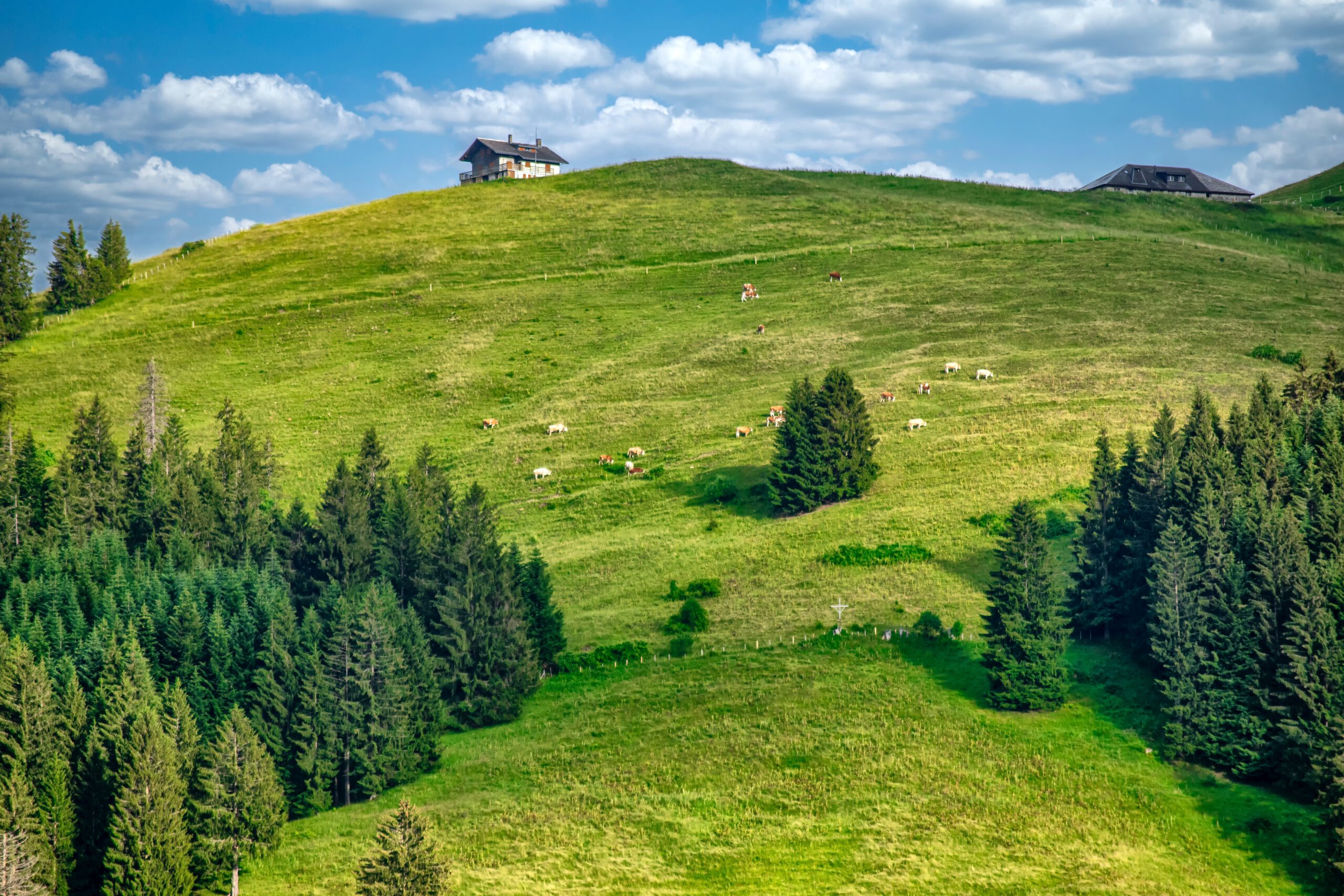 Cyprysy porastające zielone wzgórze na którym pasą się zwierzęta