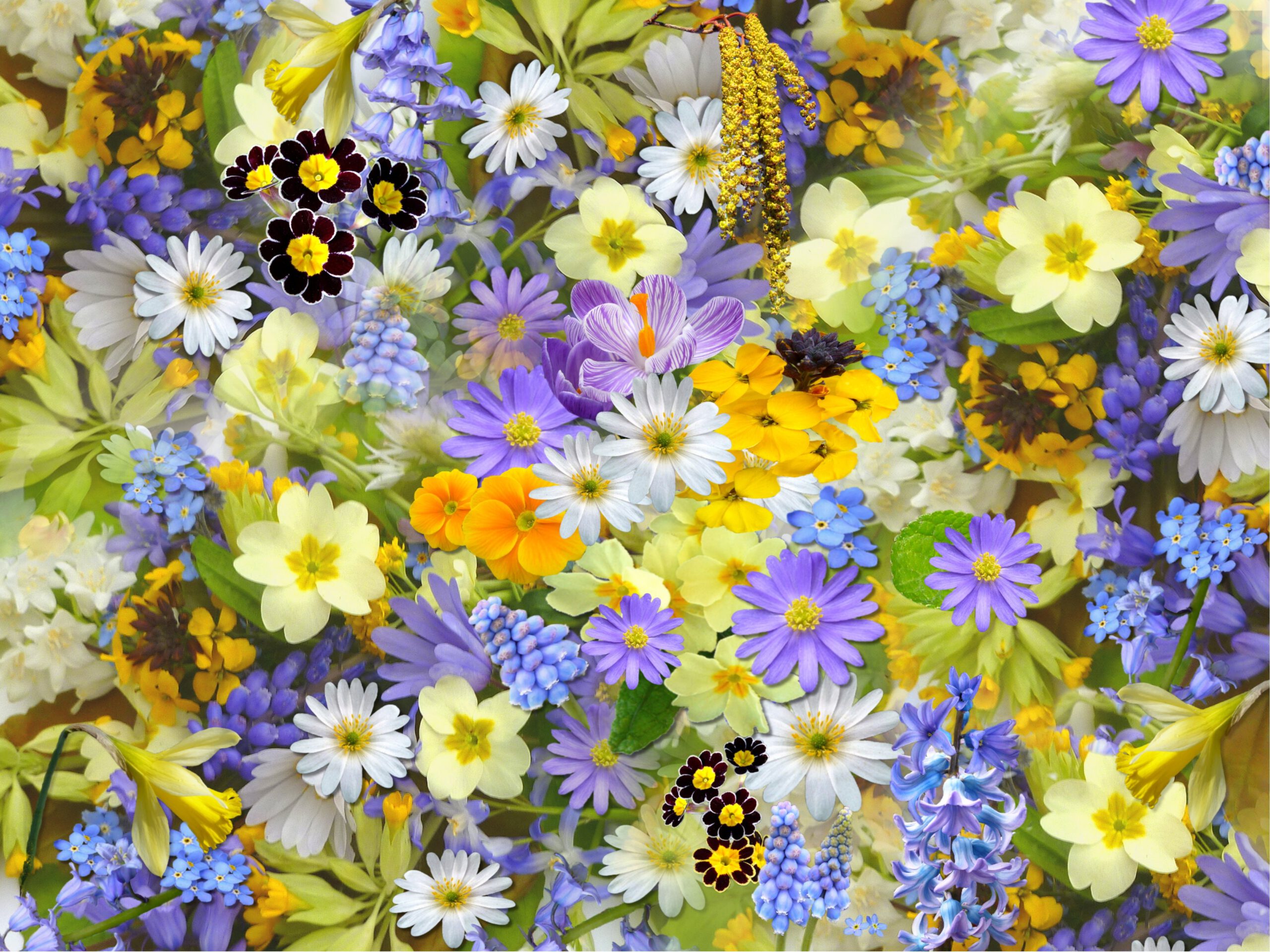 Drobne fioletowe, żółte i białe kwiatuszki różnego rodzaju