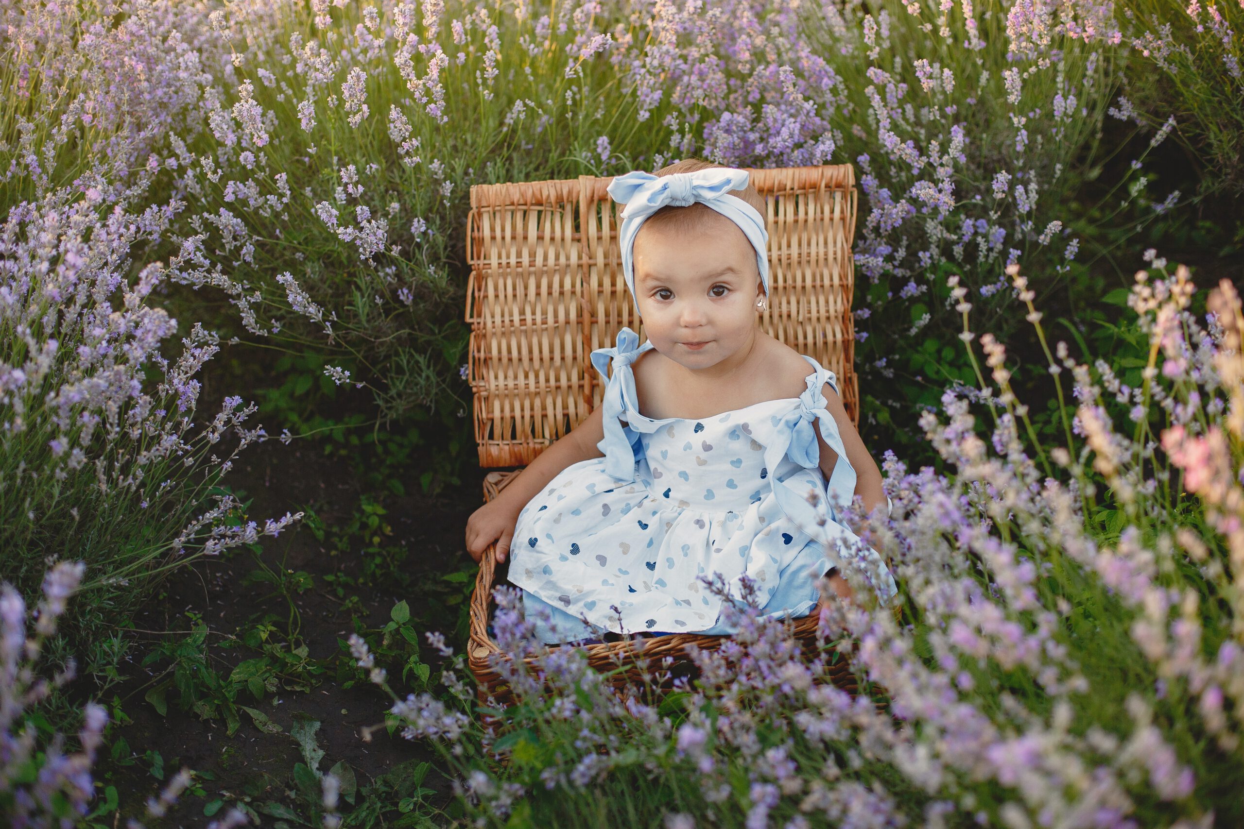 Mała dziewczynka w wiklinowym koszu wśród fioletowych wrzosów