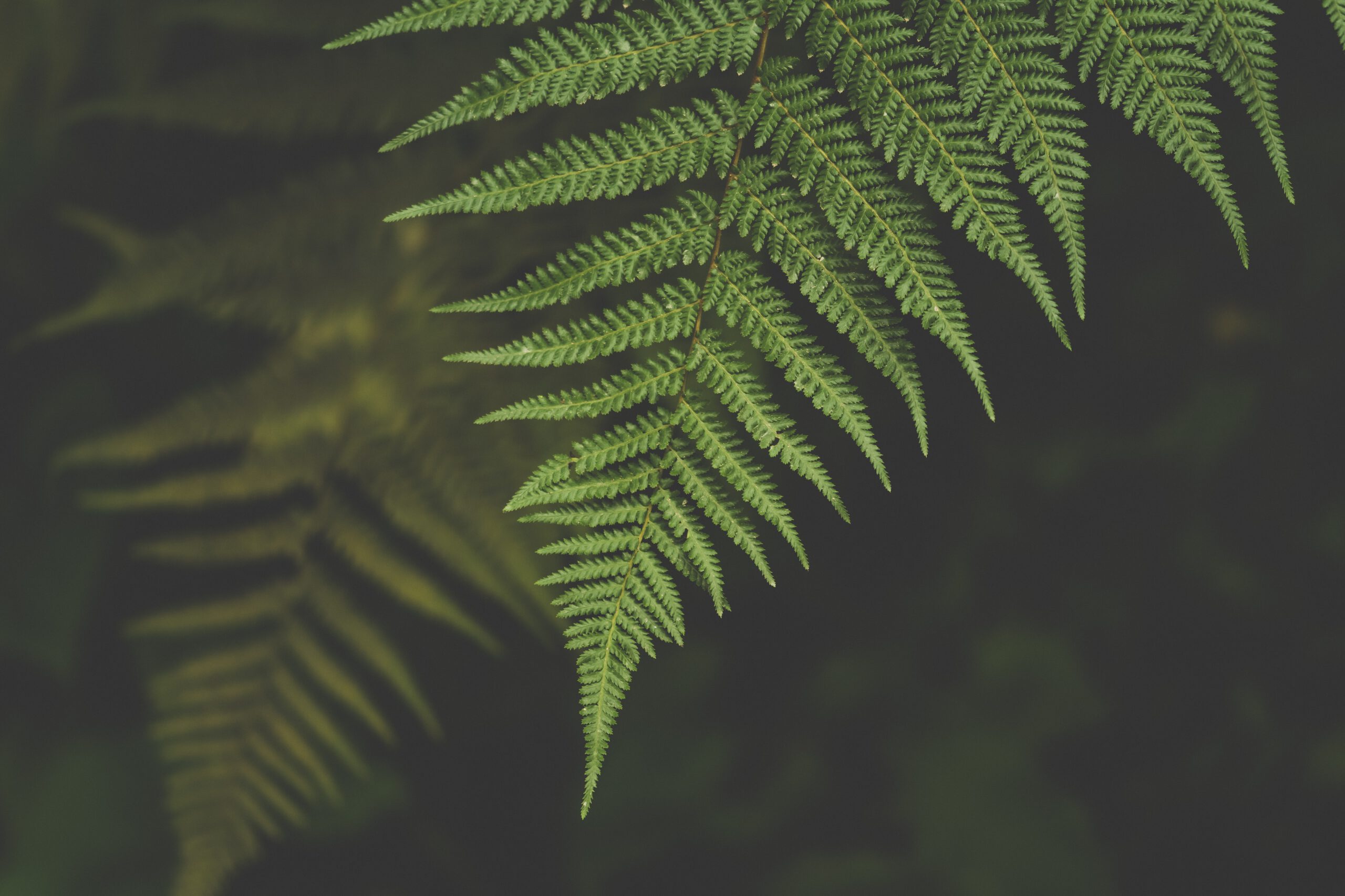 Zielone liście paproci na ciemnym tle