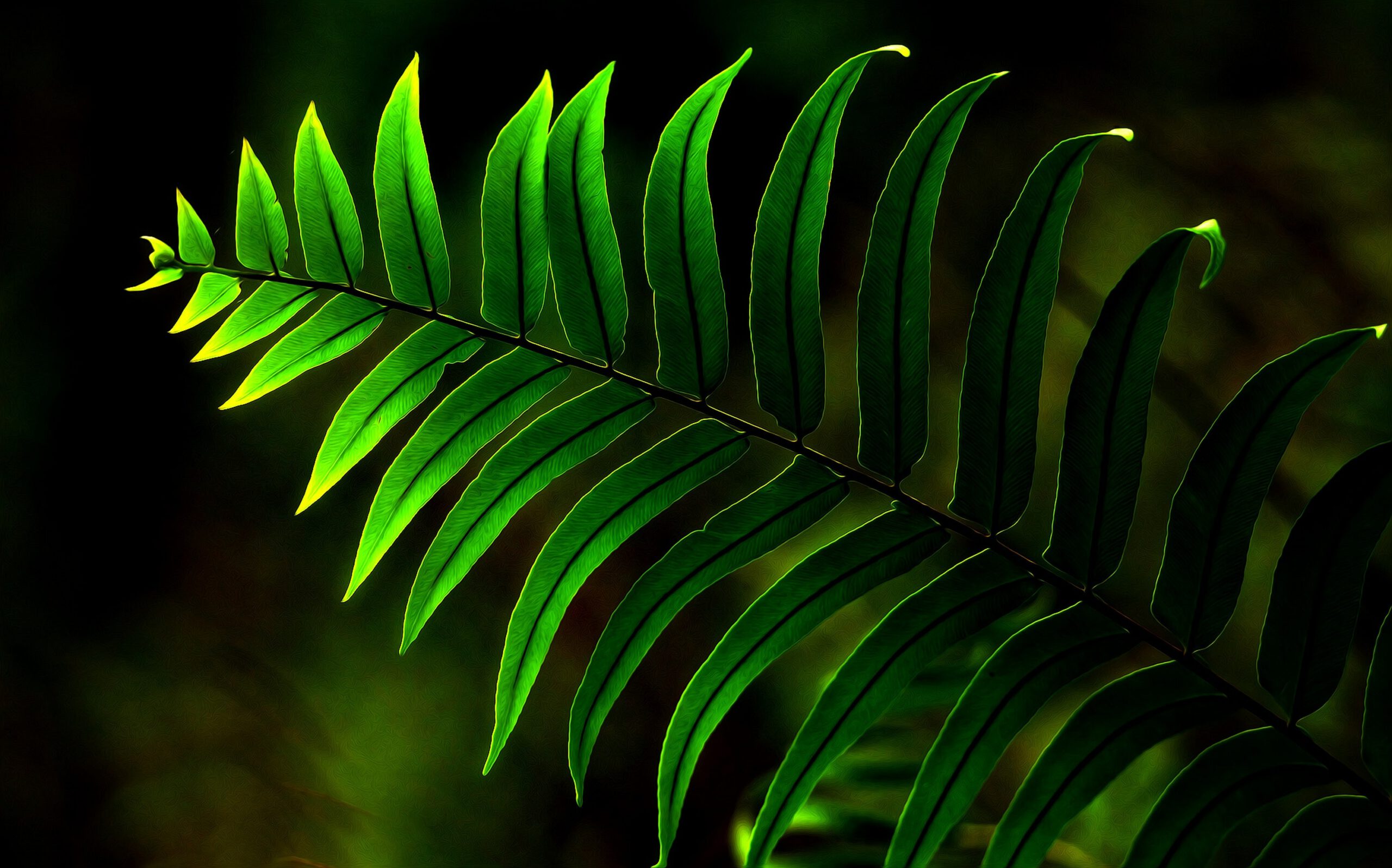 Zielony liść paproci na ciemnym tle